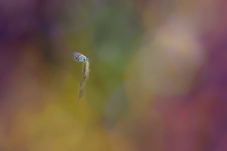 common blue butterfly perched on leaf bokeh photography