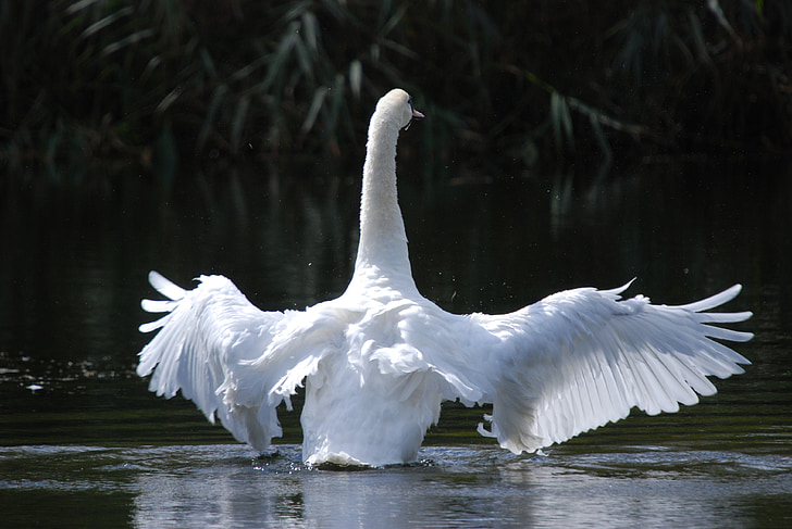 white swan on river at daytime