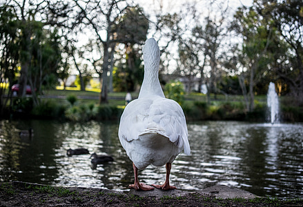 white duck overlooking body of water