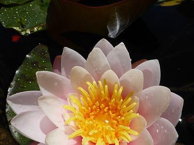 white and yellow waterlily flower