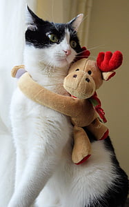 brown moose toy hugging Tuxedo cat