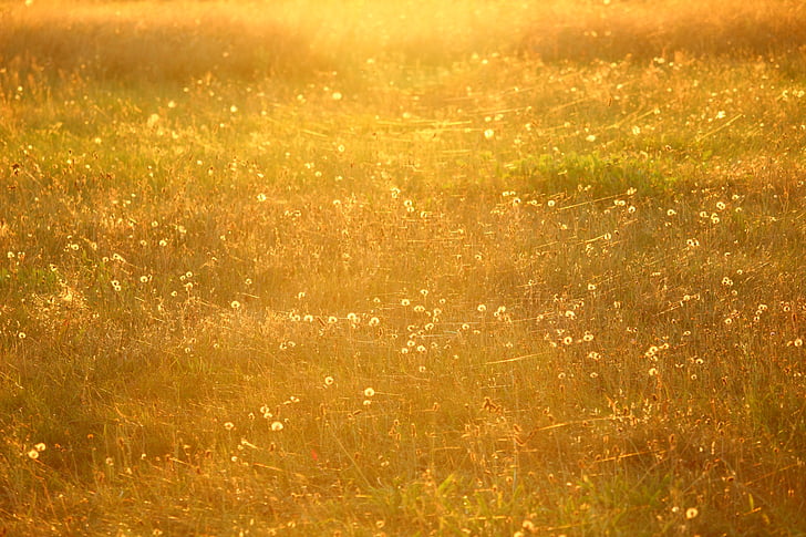 green grass field during golden hour