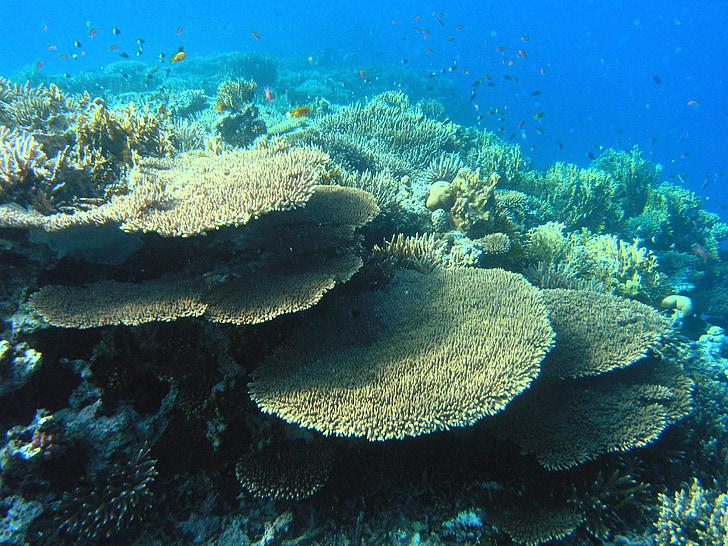 selective focus photography of corals