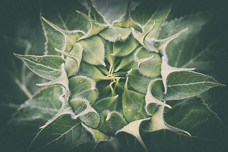 green sunflower bud in closeup photo