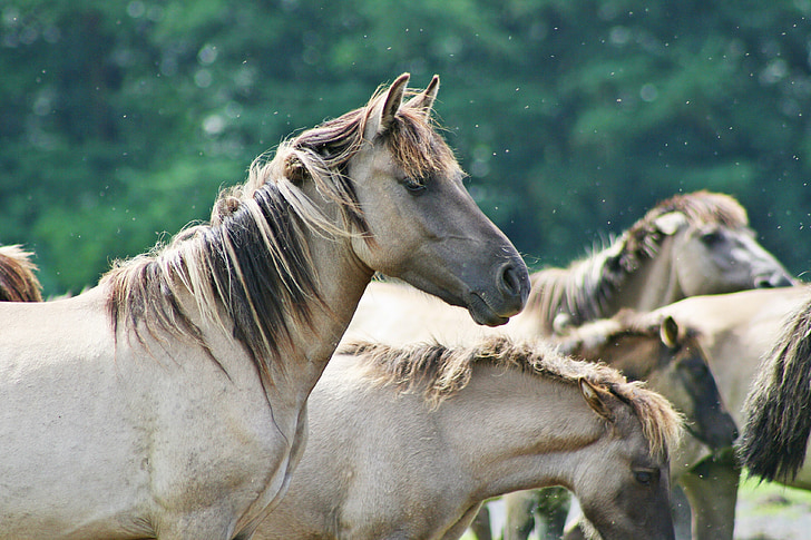 photography of brown horse