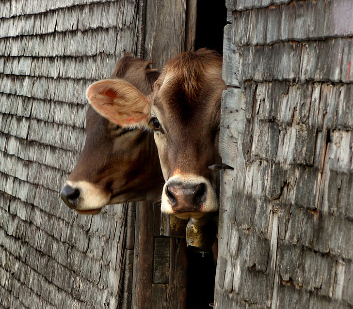 two brown cattle peeking though wooden door