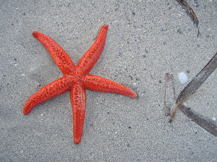 photo of red starfish