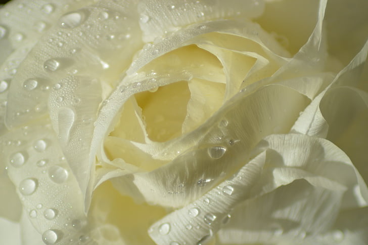 close up photography of white rose flower with water dew