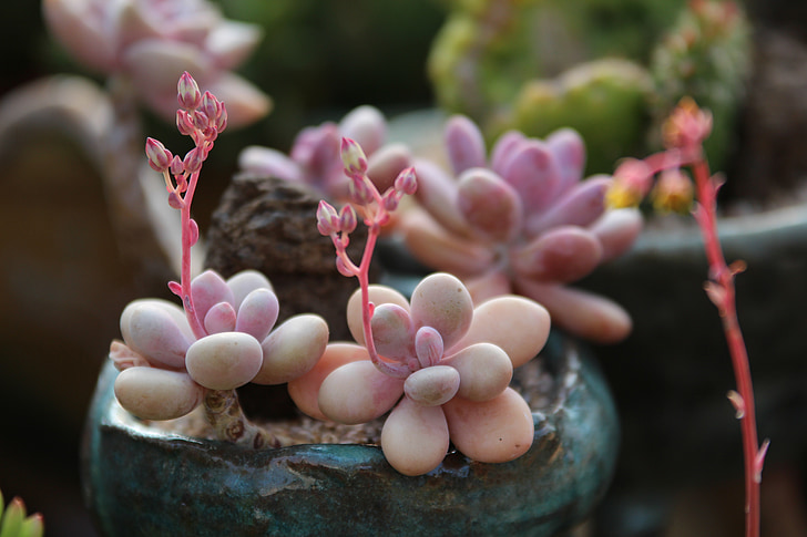 closeup photo of pink succulent plants