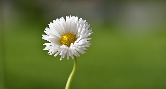 selective focus photo of white daisy flower