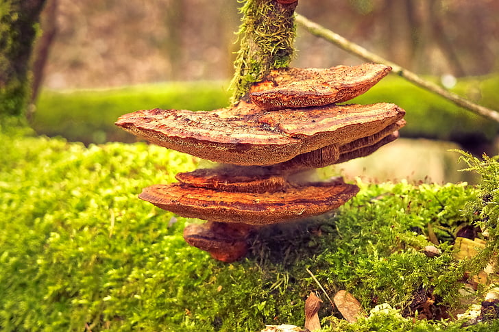 photo of brown mushroom