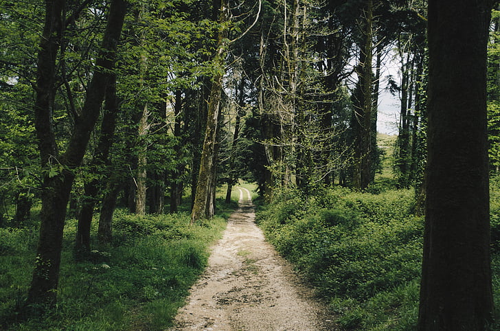 photo of gray soil pathway surrounded by green trees