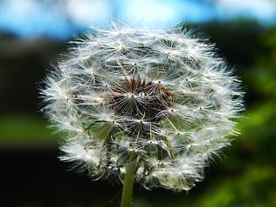 close up photography of withered dandelion