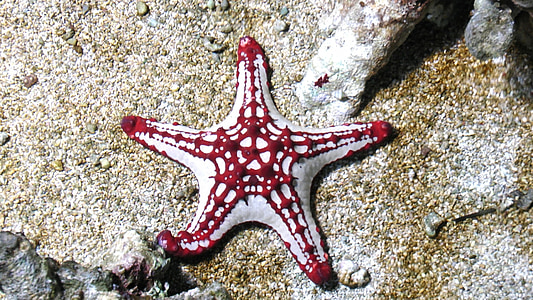 white and red starfish