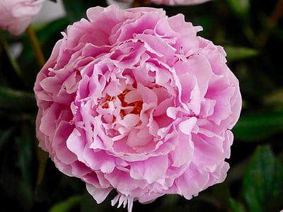 pink peony in bloom close up photo