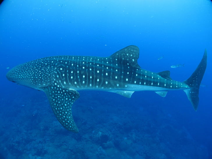close up photo of whale shark