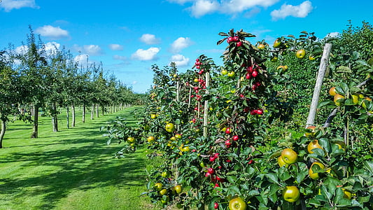 apple trees with green and red fruits