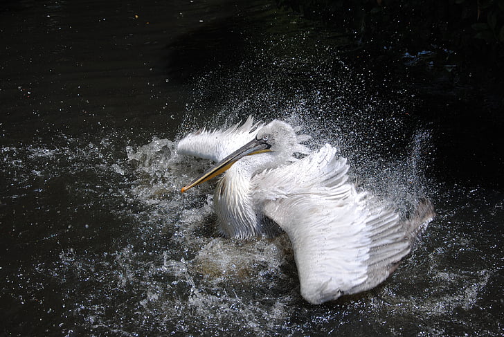 Australian white pelican on water