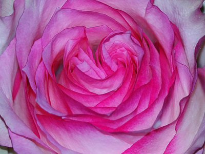 closeup view of pink petaled flower