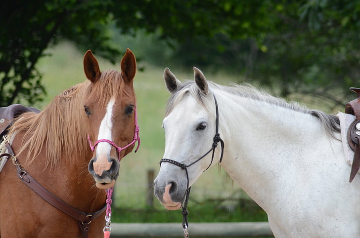 selective focus photography of two white and brown horses