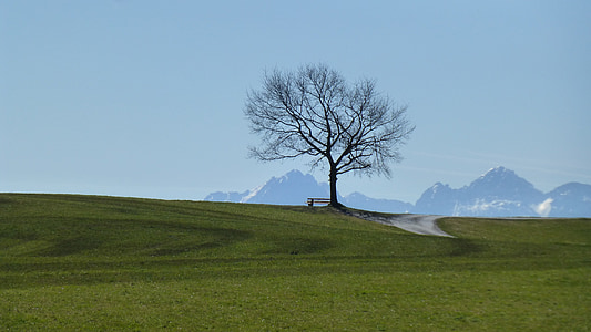 landscape photography of withered tree on hill during daytime