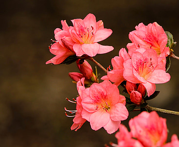 closeup of pink petaled flowers