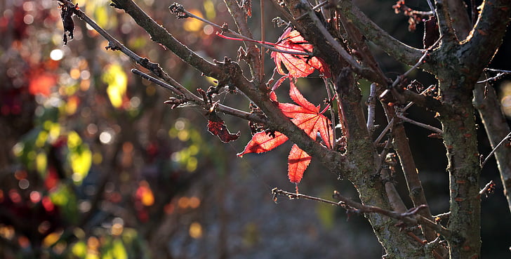 gray tree branch with red leaves