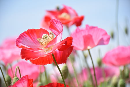 shallow focus photography of red poppy flower