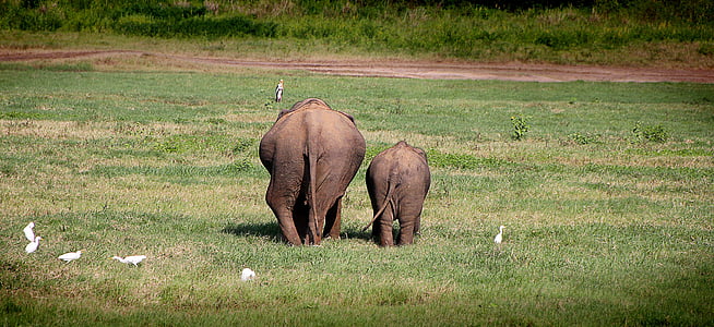 elephant walking on green lawn grass during daytime