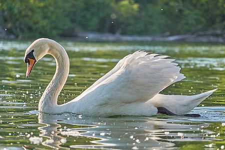swan swimming in body of water