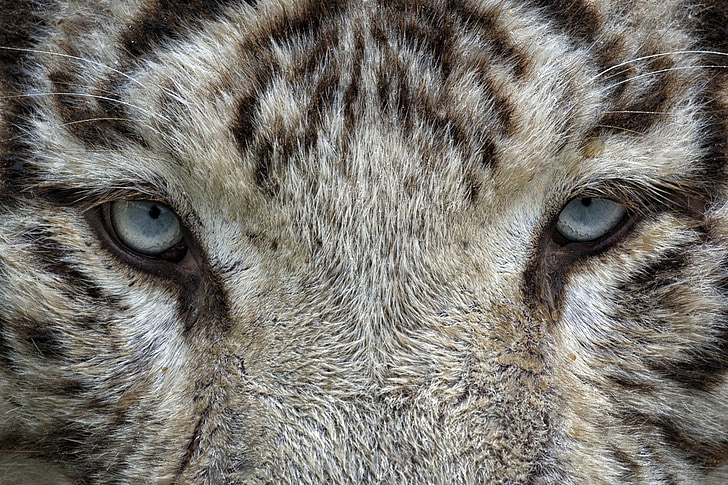eyes, white tiger, tiger, animal, wild cat, zoo