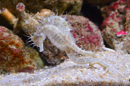 white seahorse cichlid
