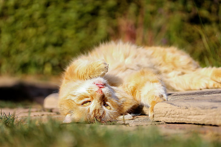 orange tabby cat lying near green leafed plants