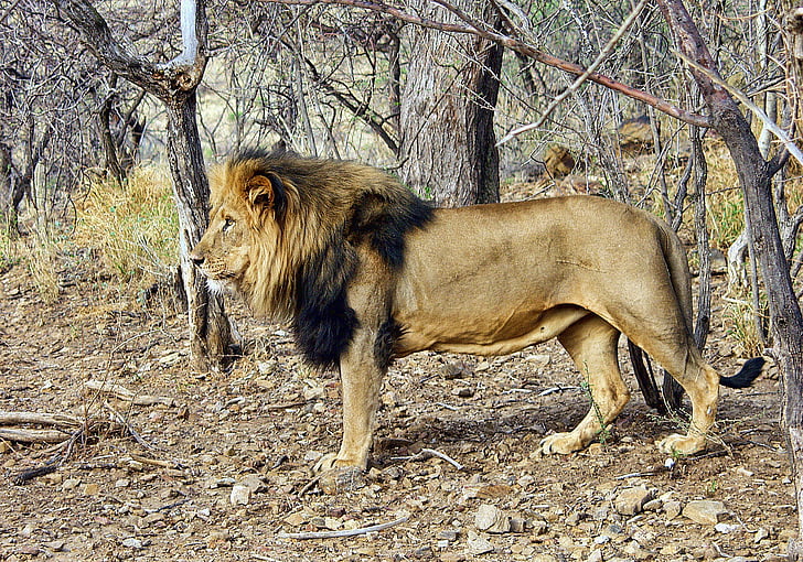 wildlife photography of lion near treesa