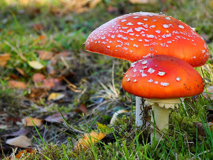 two red mushrooms surrounded with green grass
