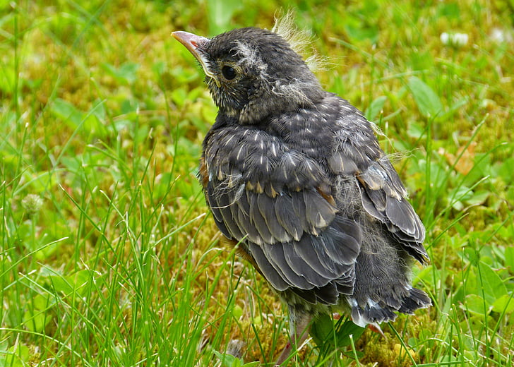 selective focus photography of fledgling American robin