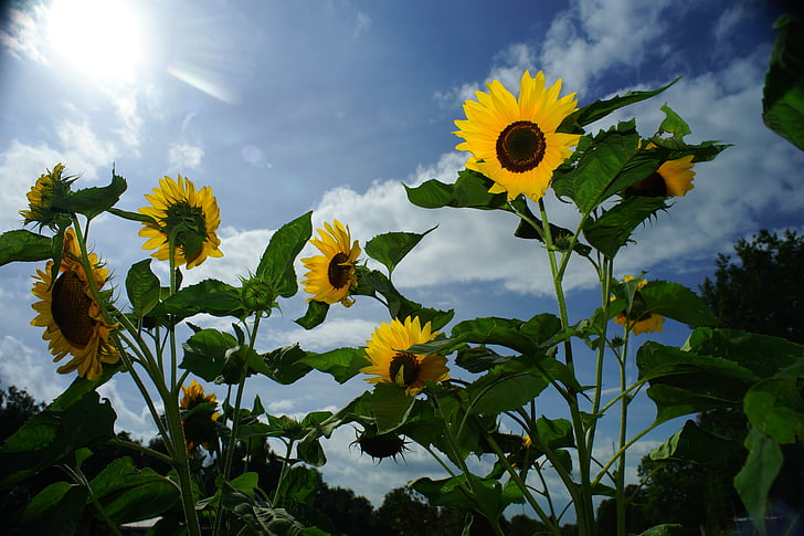 yellow sunflower flowers under white clouds at daytime
