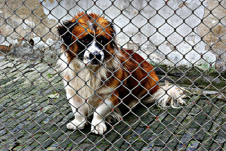 long-coated white and brown dog beside cyclone fence