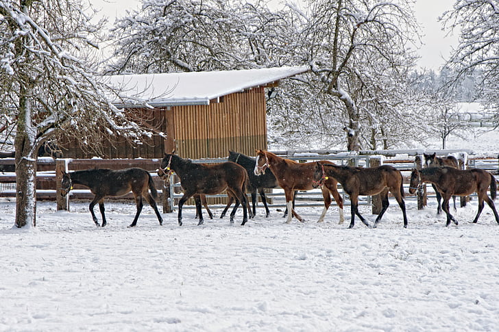 herd of horse near wooden fence