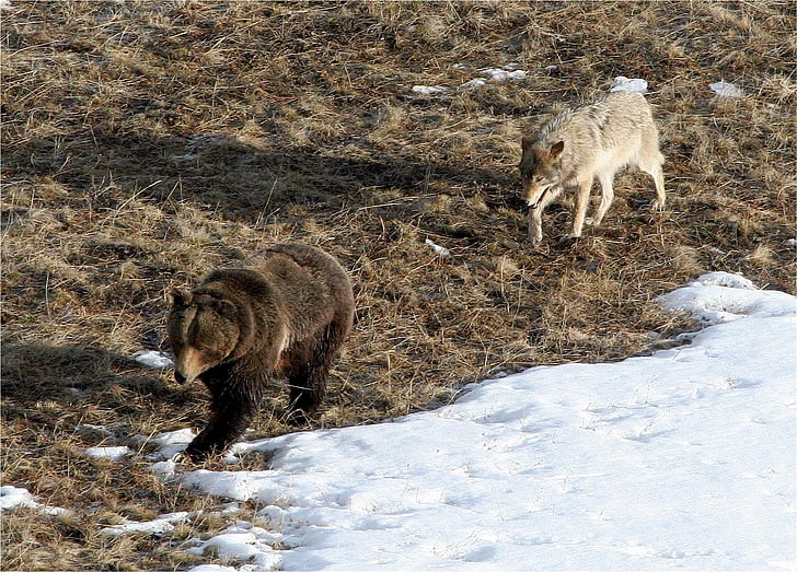 gray wolf following brown grizzly bear