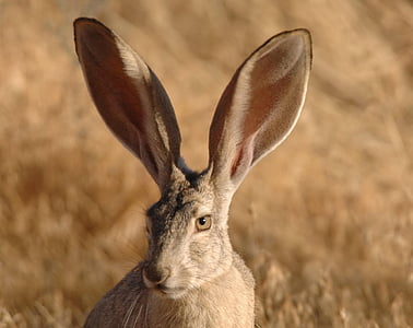 photo of long-eared rabbit