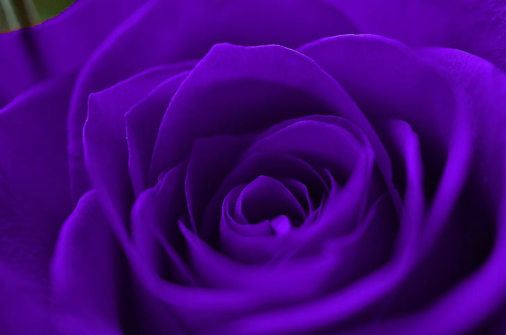 close-up photography of purple flower
