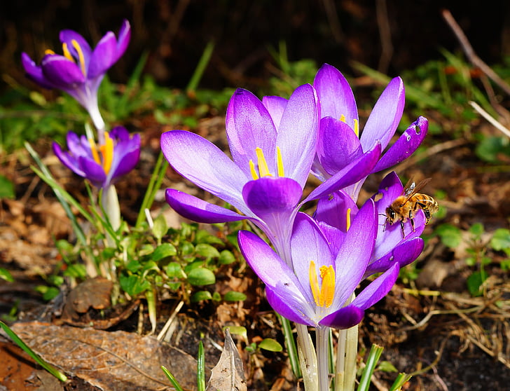 purple flowering plants