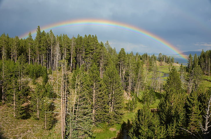 bird's eye view photo of rainbow on top of forest