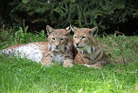 two brown lynx photo
