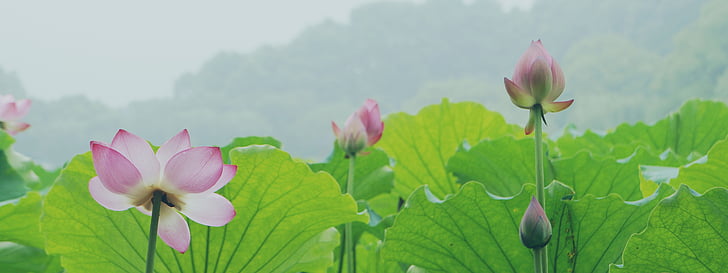 pink lotus flowers closeup photograhy