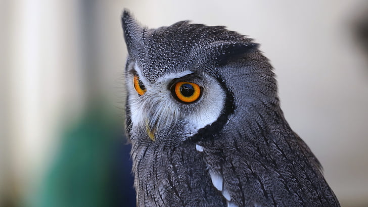 photography gray owl