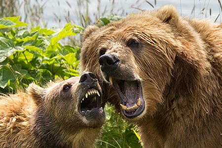 two brown bears roaring near green trees during daytime