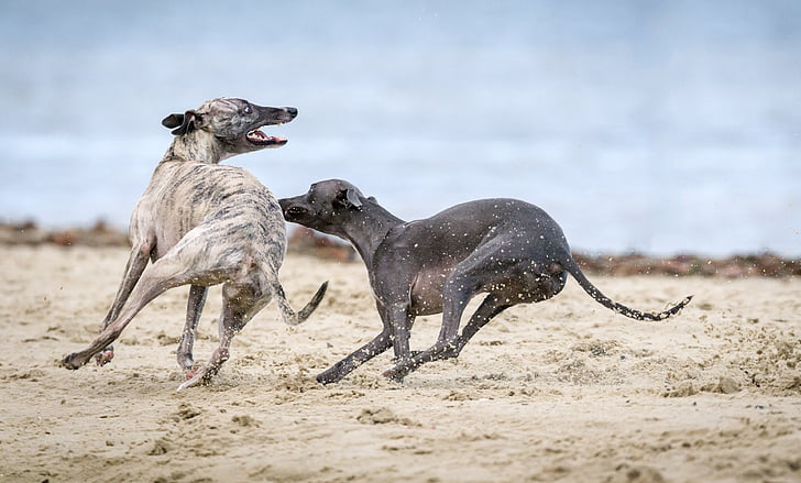 two grey and brown brindle greyhounds on seashore during daytime