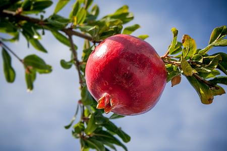 selective focus photography of pomegranate fruit